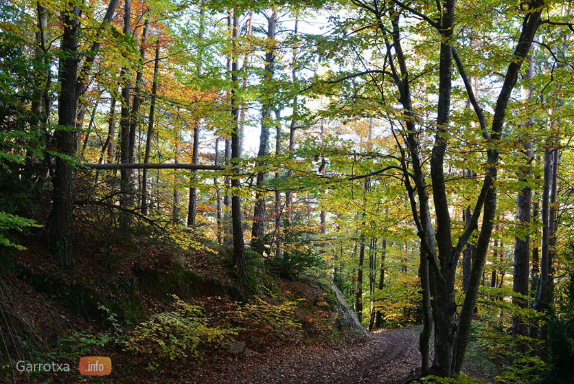 Colors de la fageda